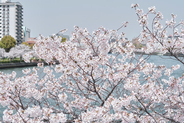 Boat on the River with Sakura in Osaka, Japan