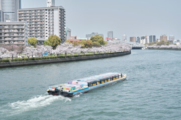 Obraz premium Boat on the River with Sakura in Osaka, Japan