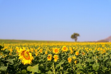 Sunflower fields as far as the eye can see, in Khao Yai, Thailand, gives a relaxing feeling.