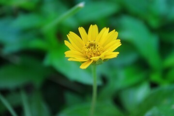 ProcesseA small yellow flower is on the side of a road in Thailand.d with Focos
