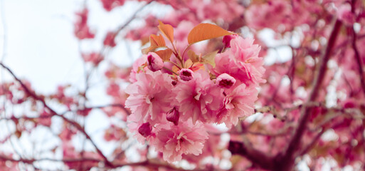 The pink cherry blossoms are very beautiful at the university in Hokkaido, Japan, giving a feeling of freshness, relaxation, and feeling very tired.