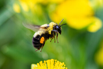 close up of a bumble bee flying