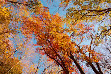 Fototapeta premium Fall leaves