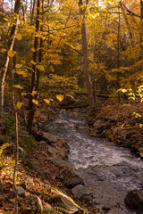 autumn in the forest