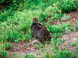 Grouse in the Grass
