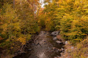 autumn in the forest