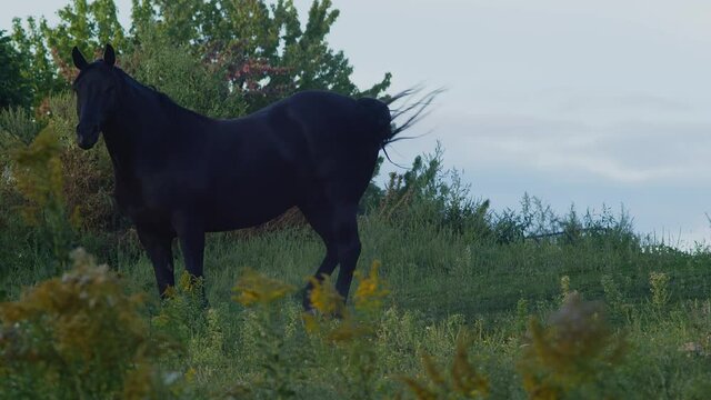 scared horse in meadow jumping animal surprised mammal equestrian country farm 
