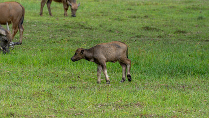 Thai Water Buffalos 