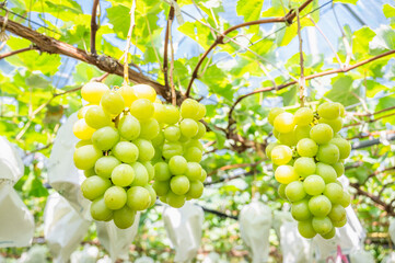 シャインマスカット　ぶどう狩り