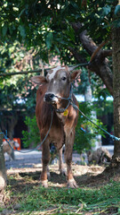 Brown cow tied to a tree. Focus selected on the head