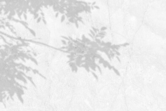 Shadow of leaves and branch on white marble wall background. Abstract black white leaf shadows