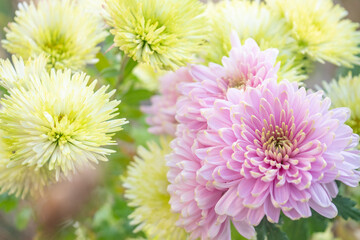 ピンクに緑の縁のデコラマム ロサーノシャルロッテと黄色の菊/キクの花