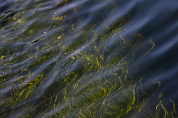 Submerged Aquatic Vegetation Creates Interesting Pattern