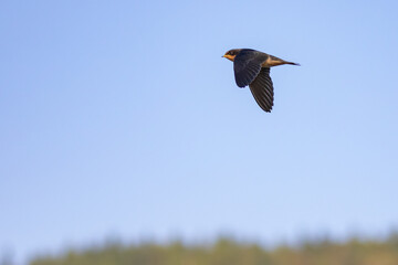 Obraz premium Barn Swallow in Flight Past a Line of Trees