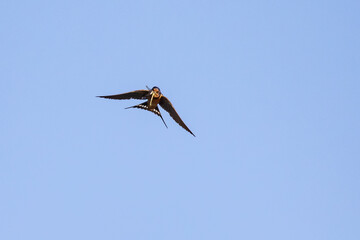 Barn Swallow Captures a Dragonfly