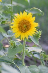 Obraz premium sunflowers yellow flowers bloom fall sun petals