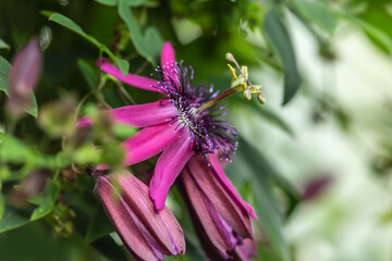 Close-up of a pink passion flower