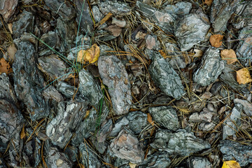 Background, green leaves, pine needles, stones. High quality photo
