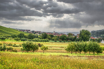 Fototapeta na wymiar A fruit orchard in Beutelsbach near Stuttgart, Baden-Württemberg, at a rainy day