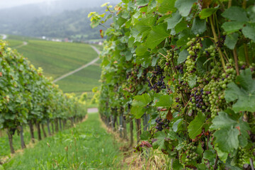 Fototapeta na wymiar Grapevine creepers on a vineyard at Weinstadt, near Stuttgart, Baden-Württemberg