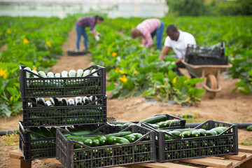 Boxes with zucchini on the background of working farmers