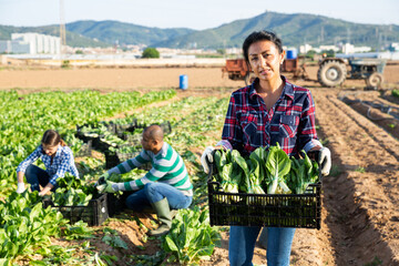 Young adult latina female seasonal worker carrying box with harvested swiss chard on field