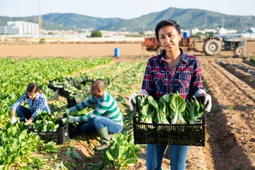 Fotobehang Young adult latina female seasonal worker carrying box with harvested swiss chard on field © JackF