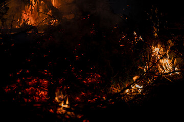 Fototapeta na wymiar Forest fire, closeup shot of burning trees and branches 