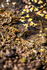 おたまじゃくし　蛙の子