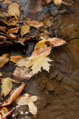 autumn maple leaf in a puddle. High quality photo