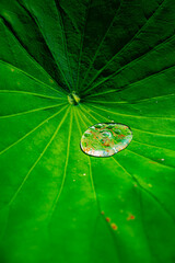 蓮の花　北海道最北の蓮園　鏡池　