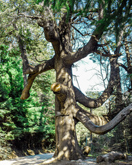 Fototapeta premium old oak tree