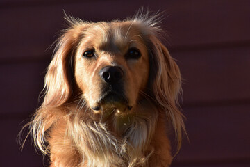 golden retriever puppy