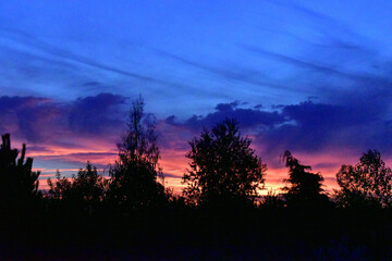 sunset in the forest
