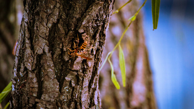 tree in the forest