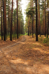 Field road going through the matins pine forest.