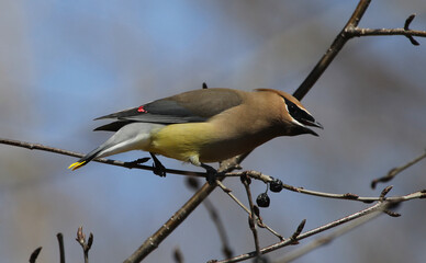 A Cedar Waxwing (Bombycilla cedrorum) posing on a branch in Waterloo, Ontario, Canada.