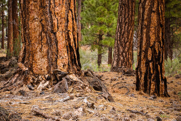 Colorful vegetation in the volcanic desert of Lava Beds national monument