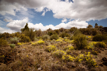 Fototapeta na wymiar Colorful vegetation in the volcanic desert of Lava Beds national monument