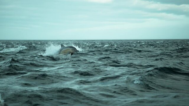 Pod of Dolphins jumping in highspeed slow motion. Shot on Phantom Flex 4K