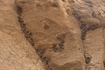 Swallow nests at Petroglyph Point, Lava Beds NM