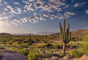 Arizona Desert Landscape In Morning With Cactus