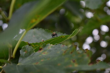 Fly on a Leaf