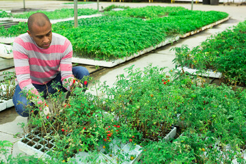 Confident male farmer working in greenhouse, cultivating tomato sprouts in pots