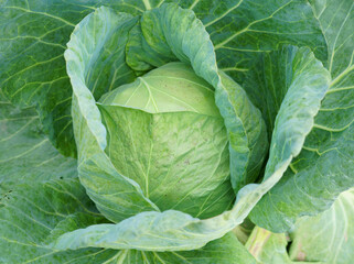 Fototapeta na wymiar close up on fresh cabbage