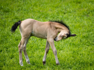 Obraz na płótnie Canvas A young foal. Taken in Alberta, Canada