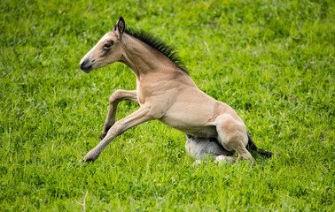 Obraz na płótnie Canvas A young foal trying to stand up. 
