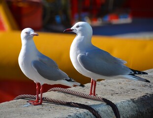 Two silver eye seagulls on a pier
