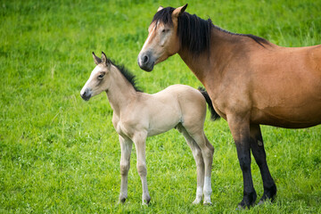 Naklejka na ściany i meble A young foal and its mother