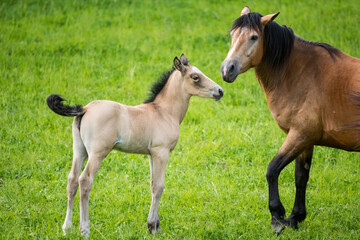 Obraz na płótnie Canvas A young foal with its mother